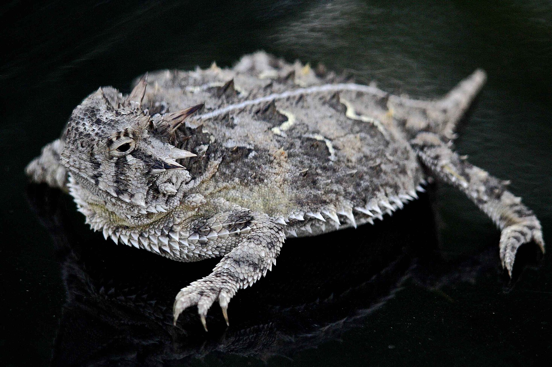 Close up of a Texas horned lizard with spiky horns and patterned scales