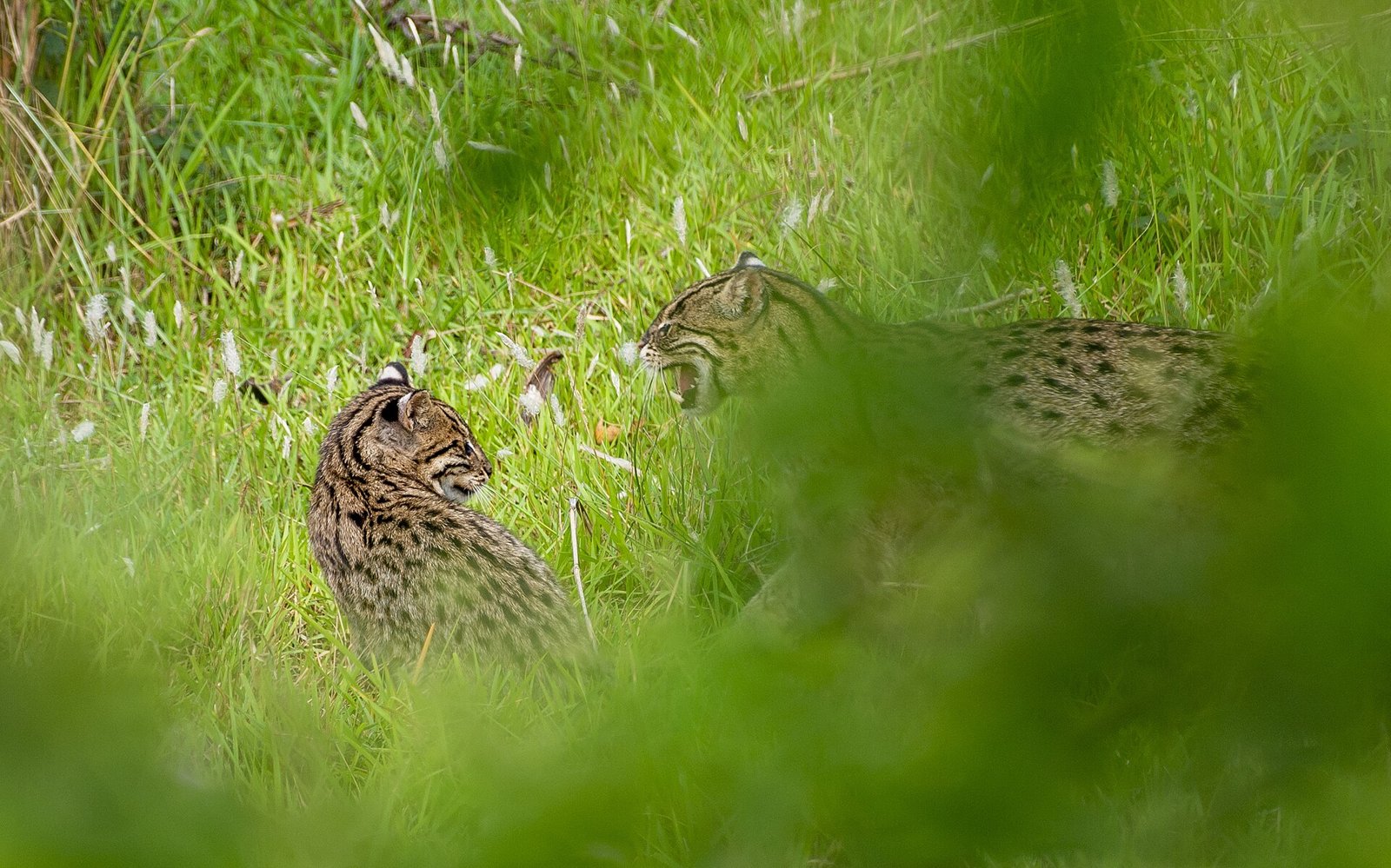 Two fishing cats resting in tall green grass